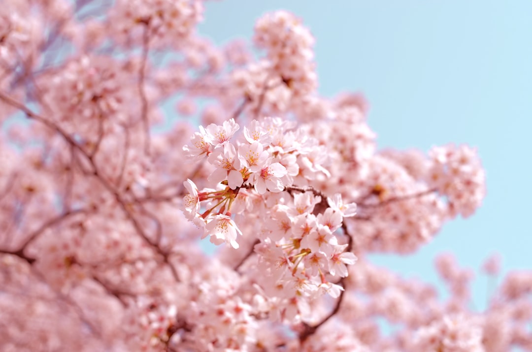 The Beauty of Flower Blossom in Winter