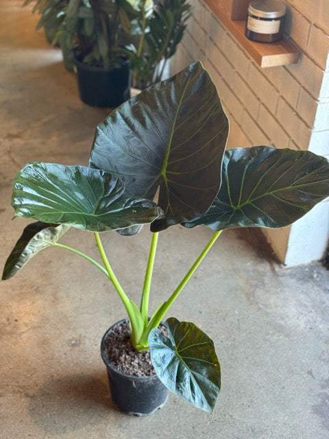 Alocasia Regal Shield 200mm