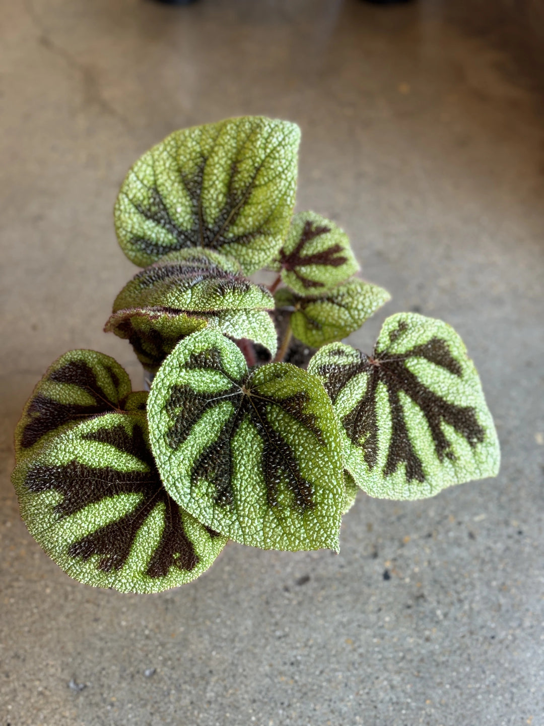 Begonia Masoniana "Iron Cross" 170mm