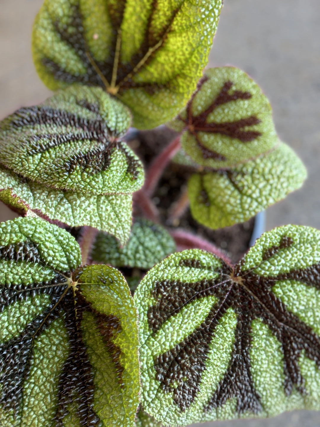 Begonia Masoniana "Iron Cross" 170mm