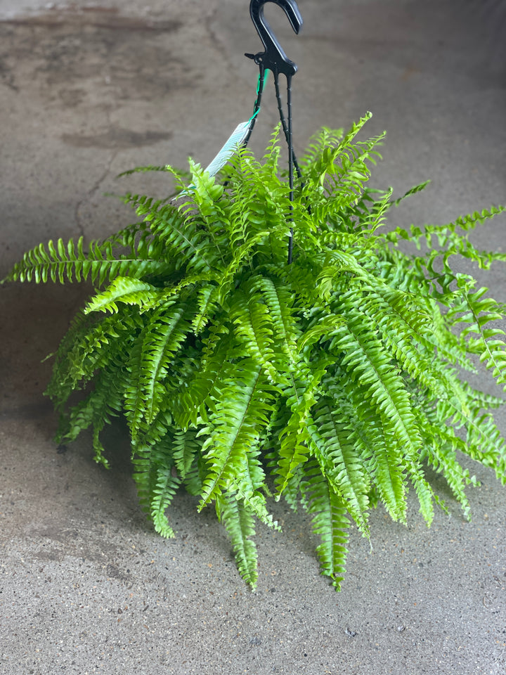 Boston Fern 200mm HB