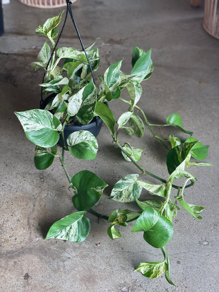 Marble Queen Pothos 200mm HB