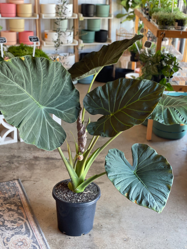 Alocasia Regal Shield 300mm