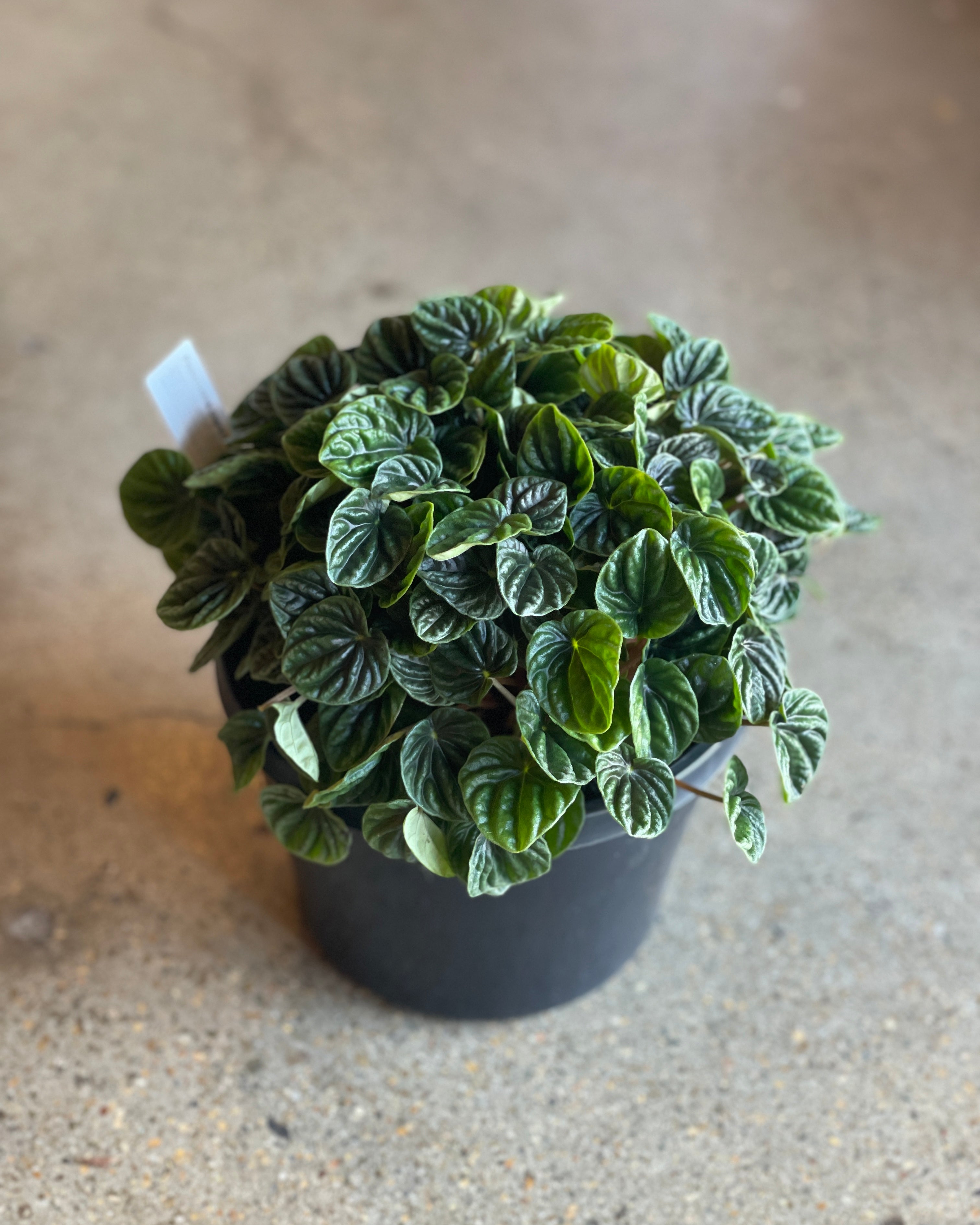 Peperomia Caperata Lilian 180mm – Unveiling Poppy