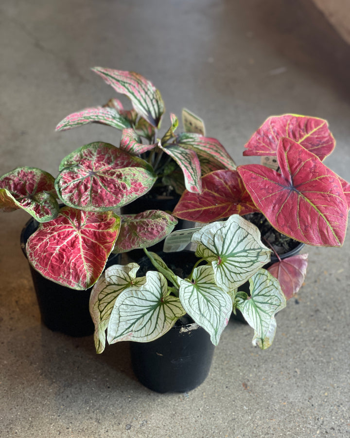 Caladium Assorted 140mm