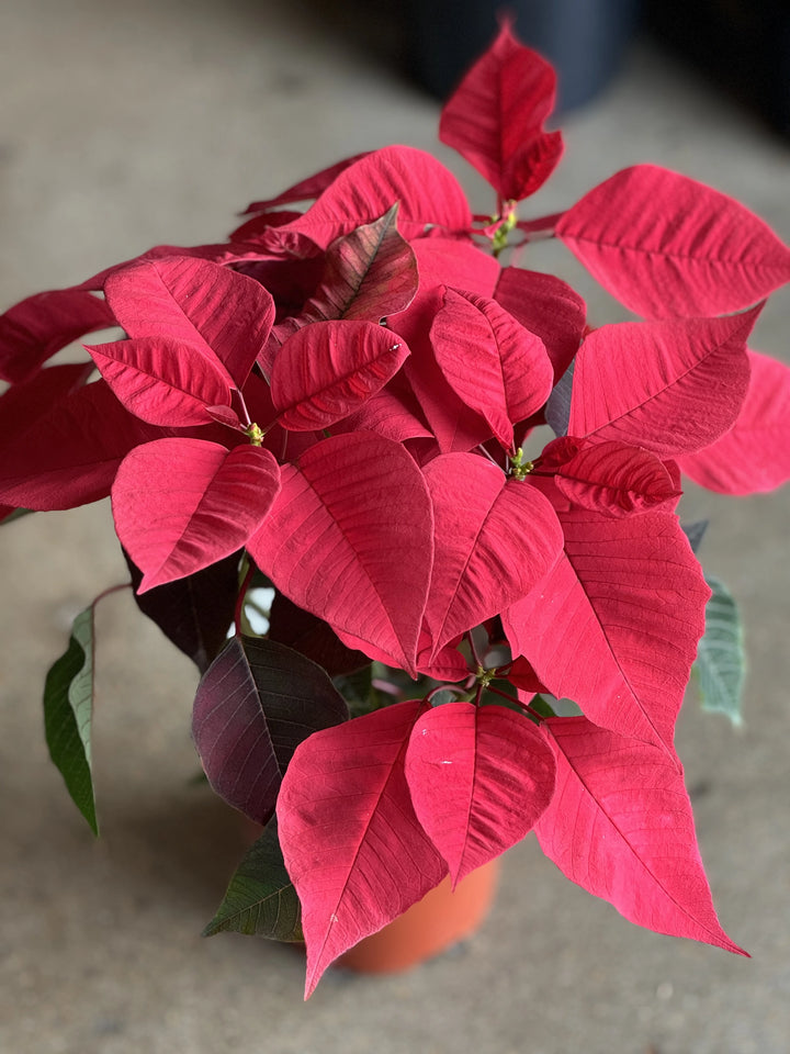 Christmas Poinsettia 140mm