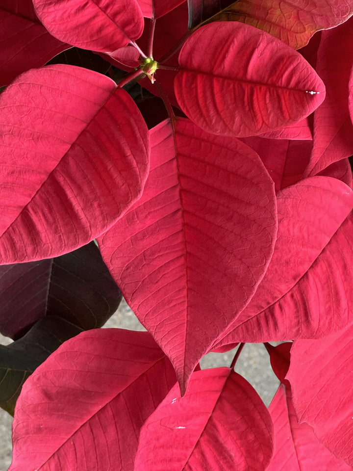 Christmas Poinsettia 140mm