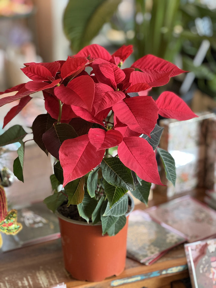 Christmas Poinsettia 140mm