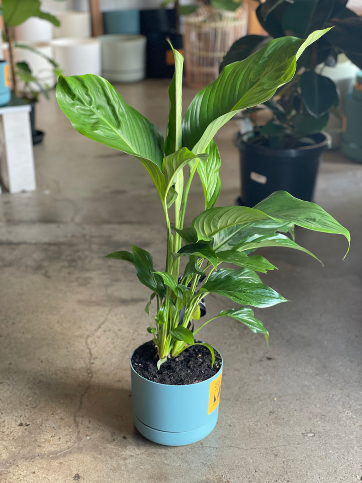 Potted Peace Lily - Mr Kitly