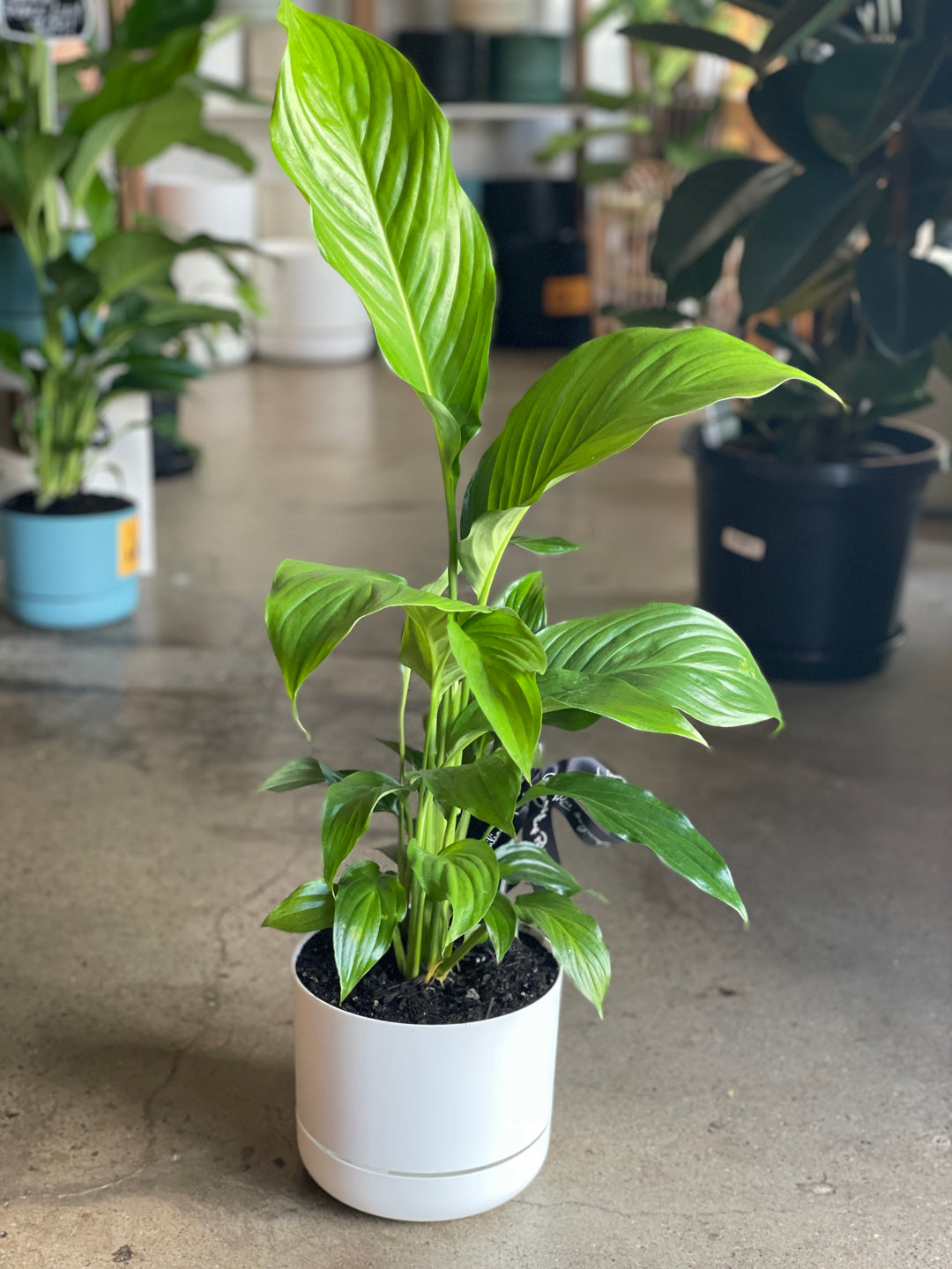 Potted Peace Lily - Mr Kitly