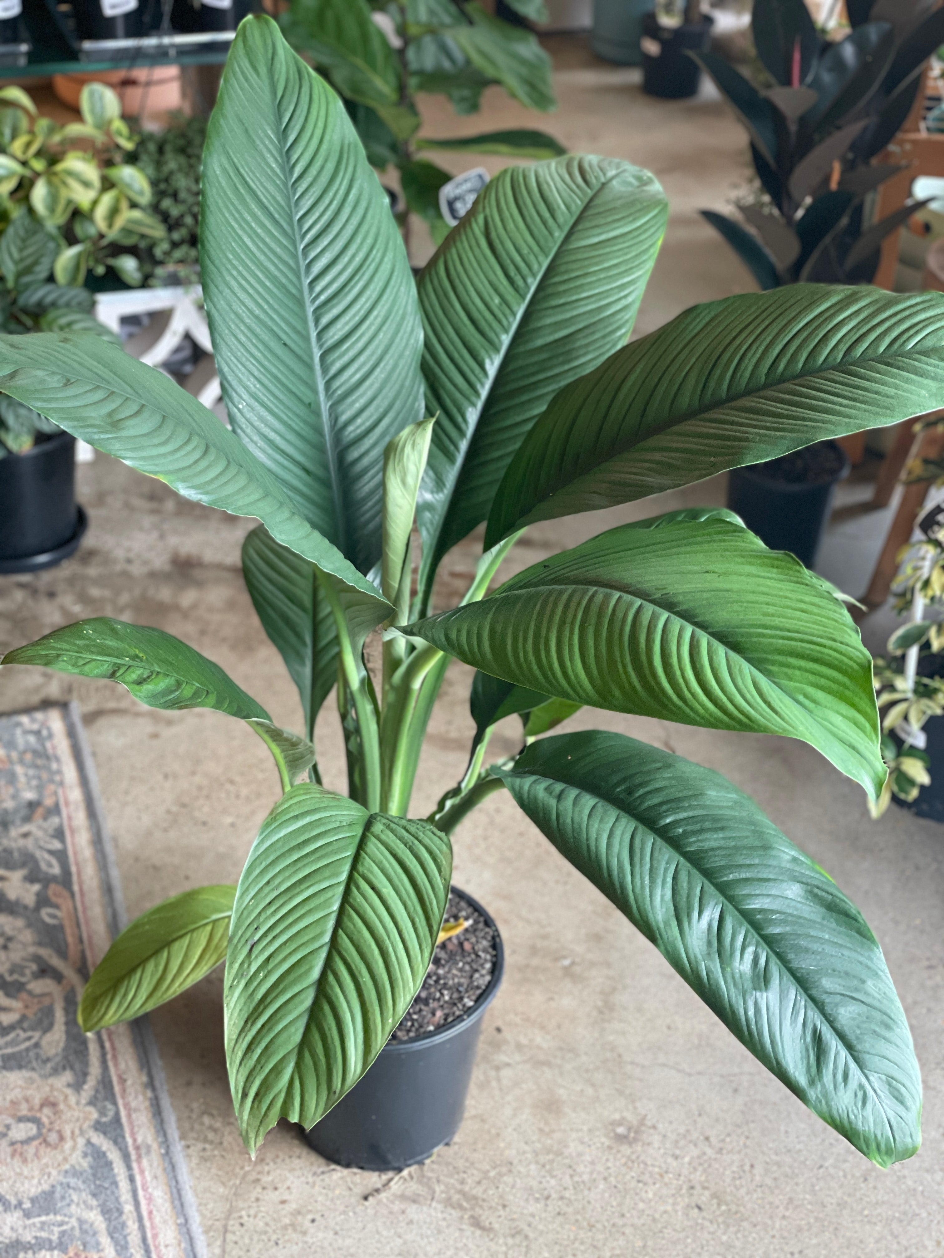 Spathiphyllum Sensation Peace Lily - Indoor Plant Shop – Unveiling Poppy