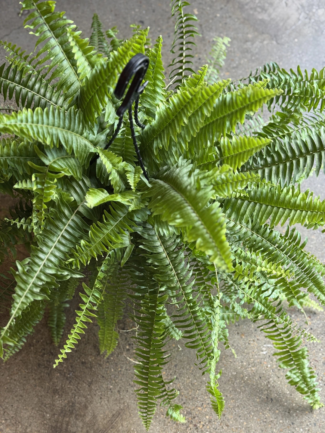 Boston Fern 200mm HB