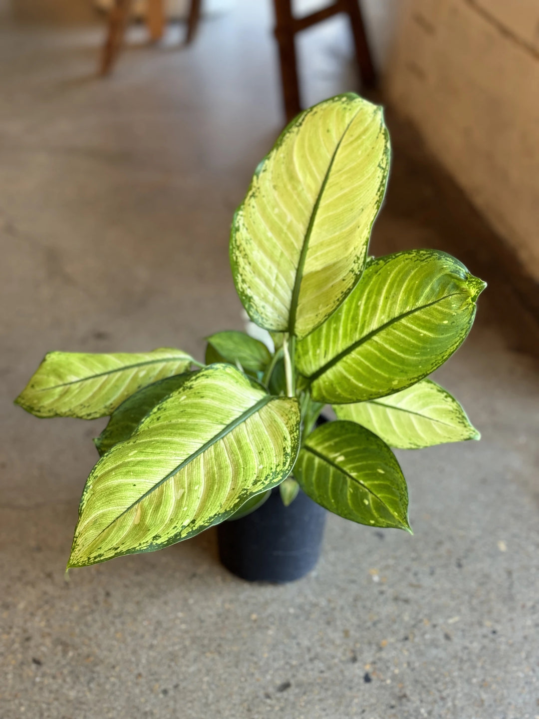 Dieffenbachia Mariana 125mm