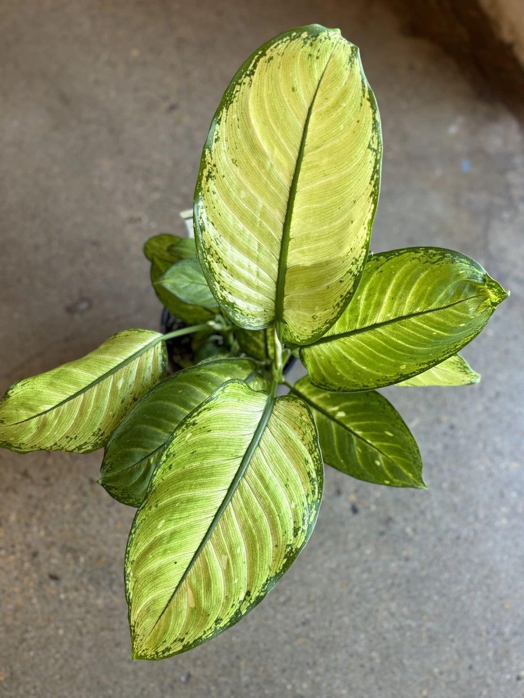 Dieffenbachia Mariana 125mm