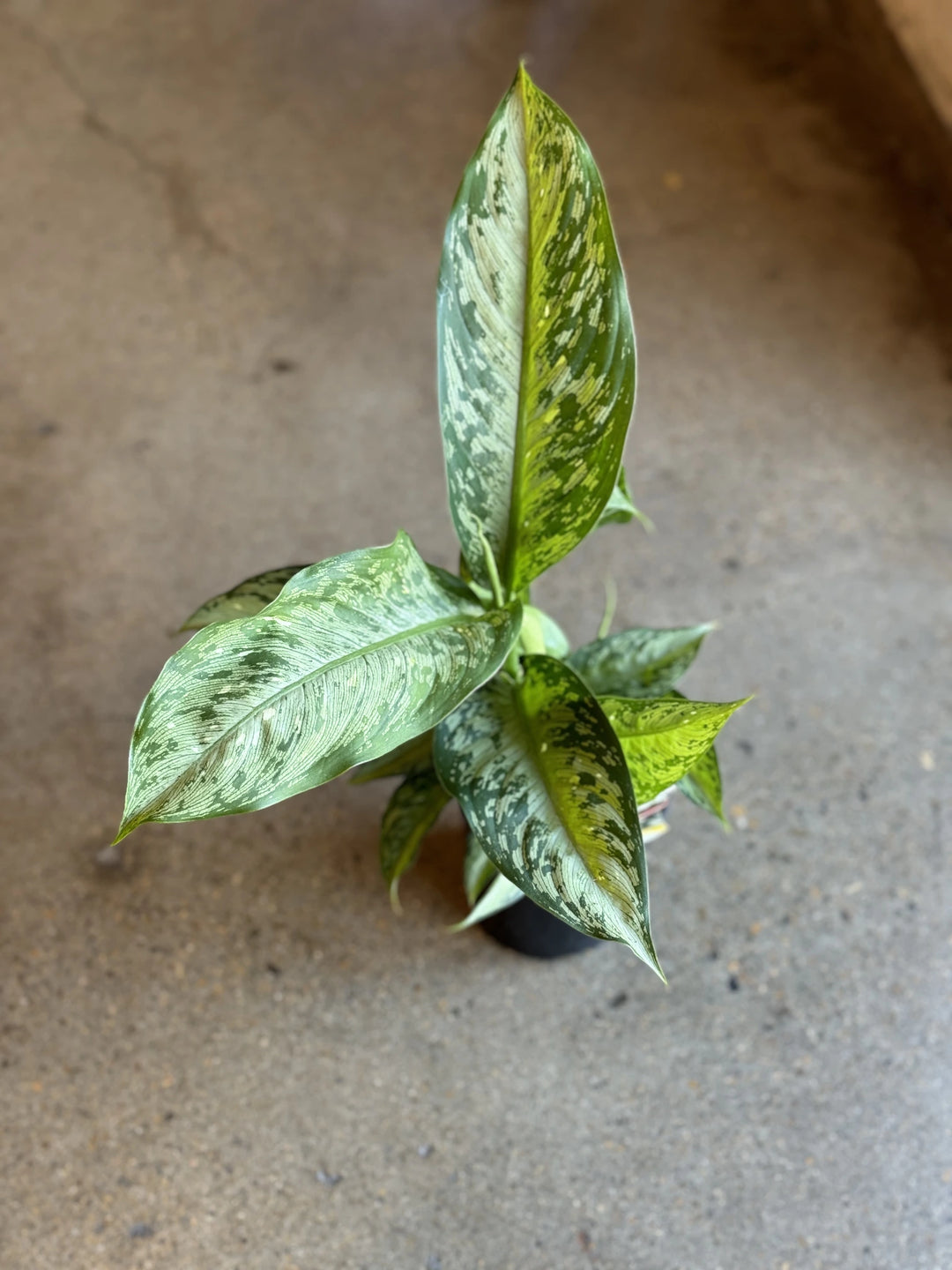 Dieffenbachia Memoria Corsii 125mm