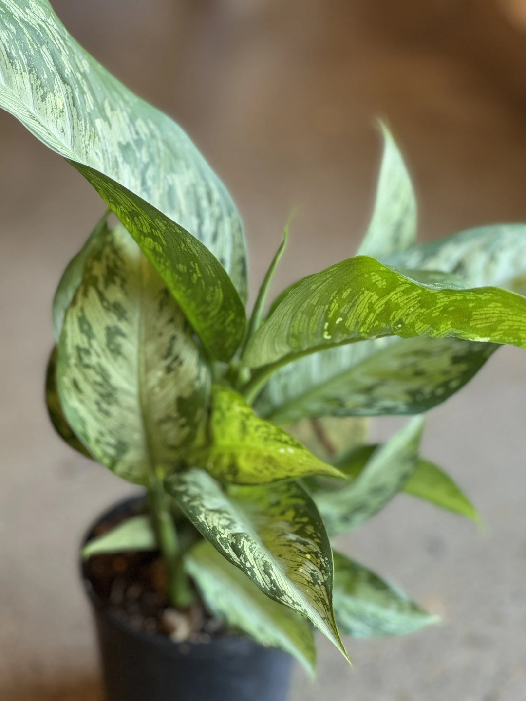 Dieffenbachia Memoria Corsii 125mm