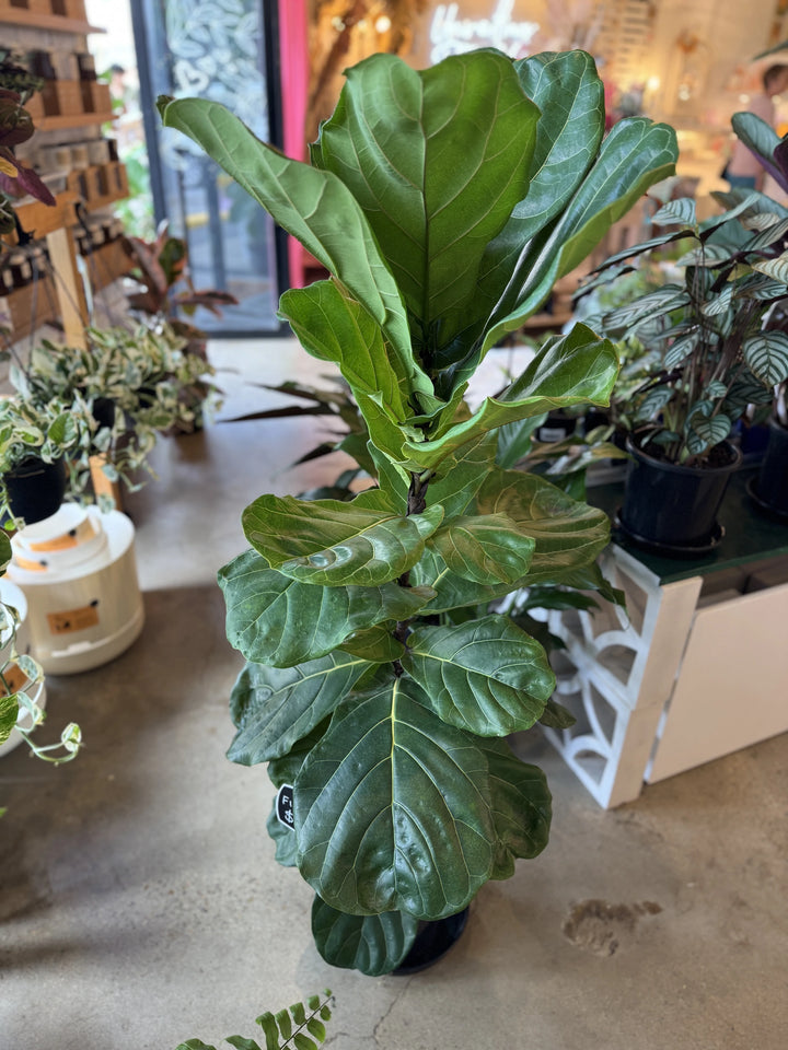 Fiddle Leaf Fig - Ficus Lyrata 250mm