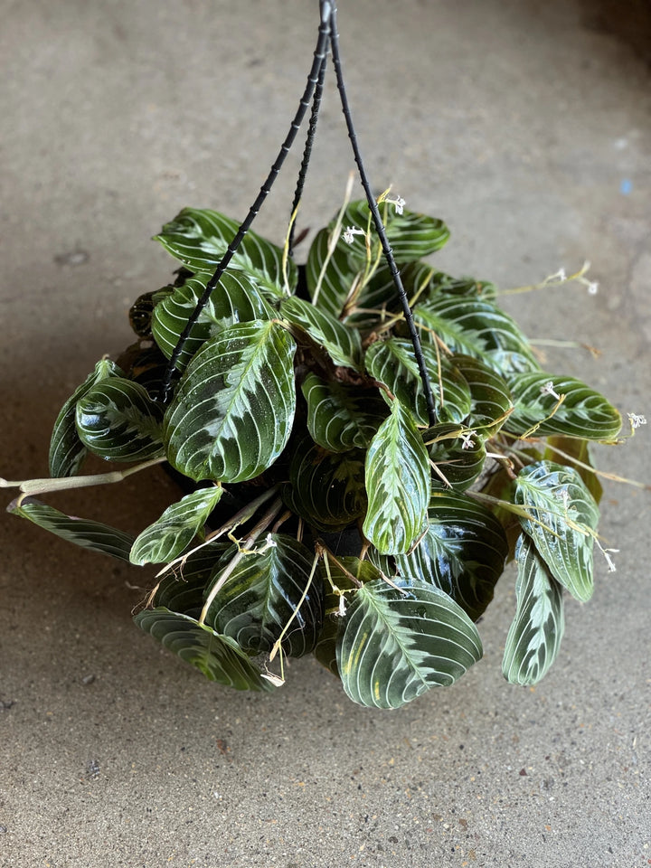 Maranta Black Prayer Plant 200mm HB