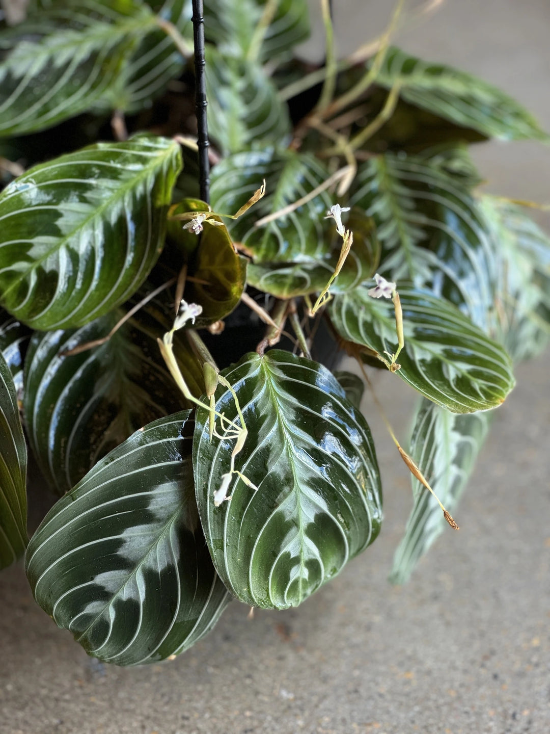 Maranta Black Prayer Plant 200mm HB