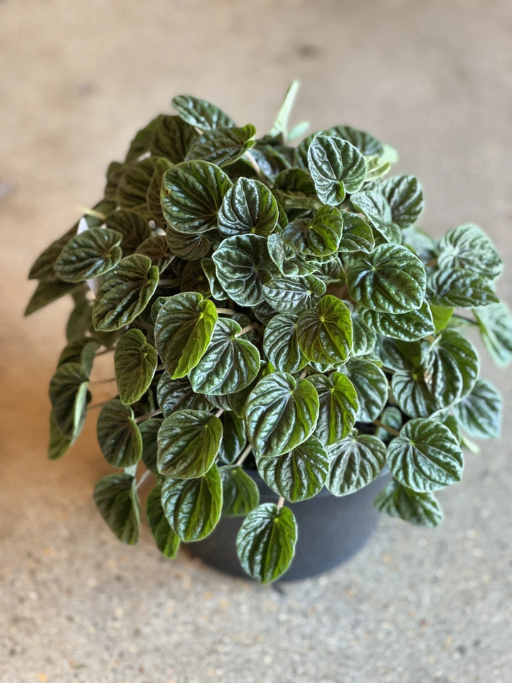 Peperomia Caperata Lilian 180mm