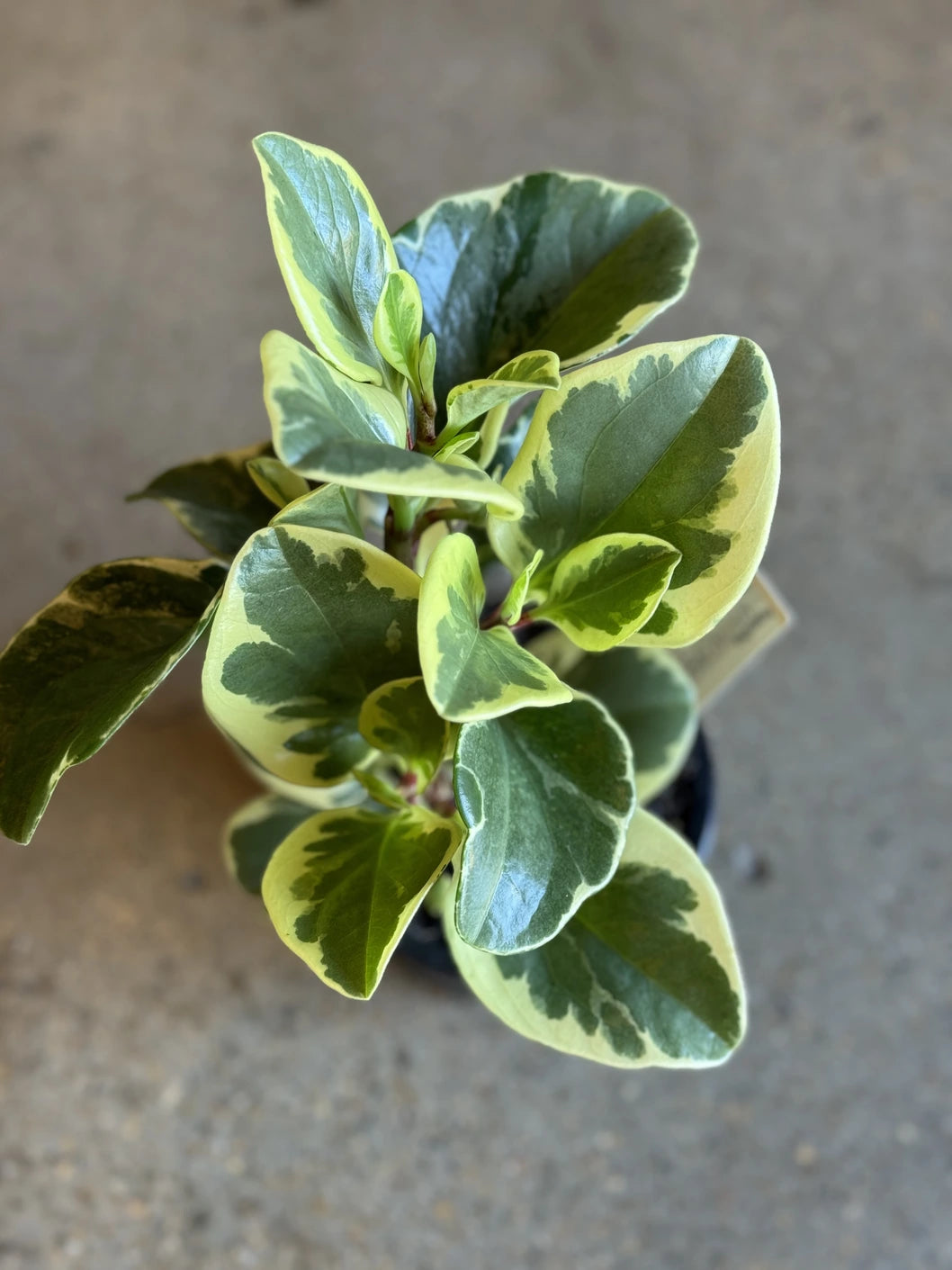 Peperomia Albo Marginata 120mm