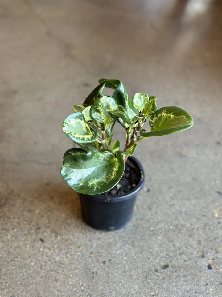 Peperomia Green & Gold "Golden Gate" 120mm