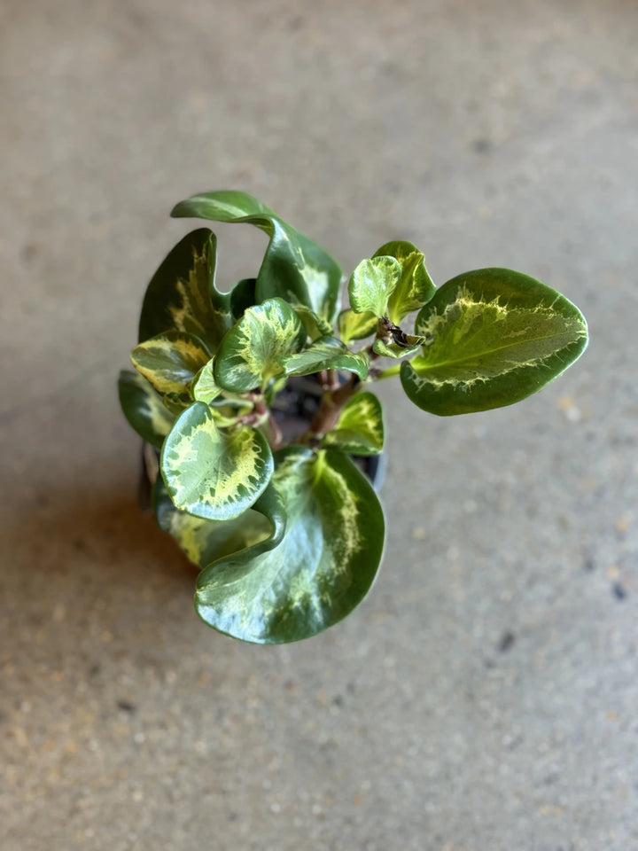 Peperomia Green & Gold "Golden Gate" 120mm