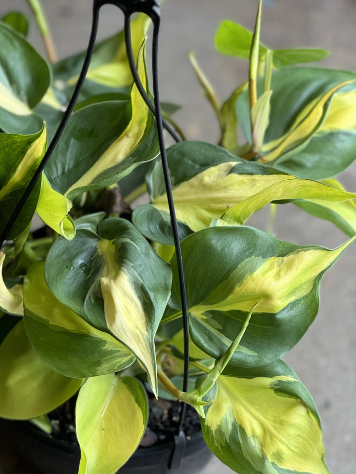 Philodendron Brasil HB 200mm