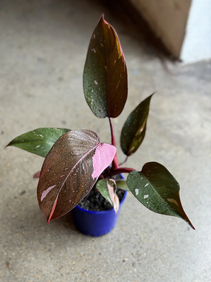 Philodendron Pink Princess 100mm