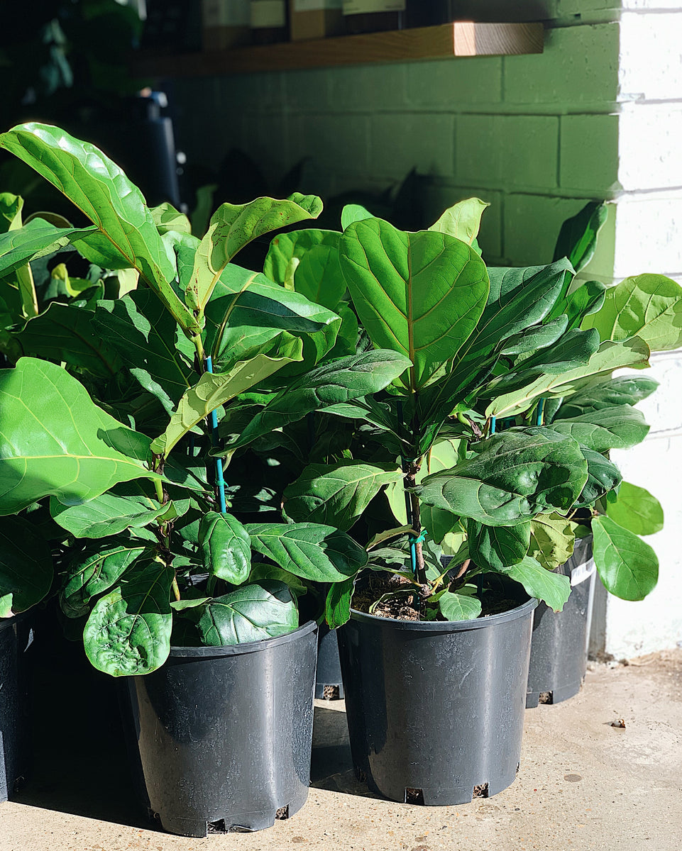 Fiddle-Leaf Fig (Ficus Lyrata) 200mm – Unveiling Poppy